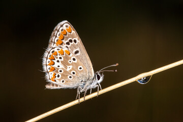 Obraz premium Aricia agestis, Kleiner Sonnenröschen-Bläuling, DE, RLP, bei Kaub, 2025/08/30
