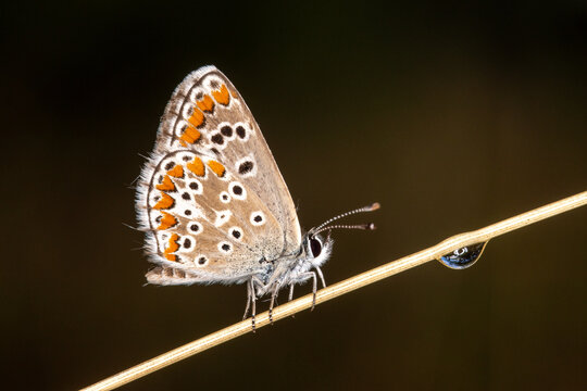 Aricia agestis, Kleiner Sonnenr&ouml;schen-Bl&auml;uling, DE, RLP, bei Kaub, 2025/08/30