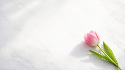 A delicate pink tulip rests on a smooth marble surface, illuminated by soft light, creating a serene and elegant atmosphere.