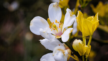 Beautiful White Flowers of Poncirus Trifoliata Bloom During Spring in a Lush Garden Setting
