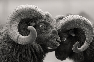 Close-up of two magnificent black ouessant rams with impressive curved horns, showcasing their strength and natural beauty in a striking black and white portrait.