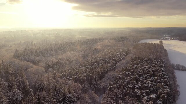 Beautiful Backlight in Snowy Forest