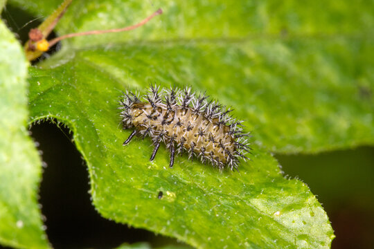 Zaunr&uuml;ben-Marienk&auml;fer, Henosepilachna argus, 2025/09/04, NL, Schouwen-Duiveland, Renesse, Larve