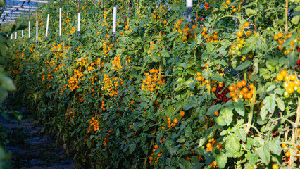 Yellow Tomatoes Growing in Rows Inside a Greenhouse During the Day in a Farming Area