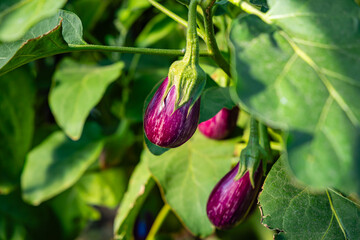 Purple Eggplants Grow on a Plant in a Garden During Daytime in Summer