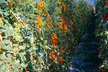 Vibrant Tomato Plants With Ripe Fruits Growing in Rows Under a Clear Sky in a Greenhouse Setting