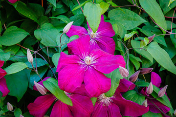 Bright Purple Flowers Bloom Among Green Leaves in a Garden Setting During Daytime