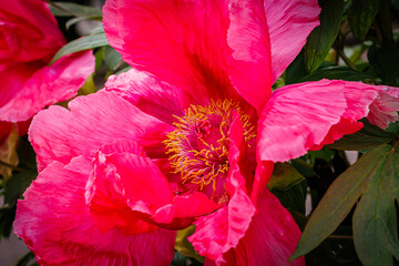 Pink Peony Bloom in Garden During Spring