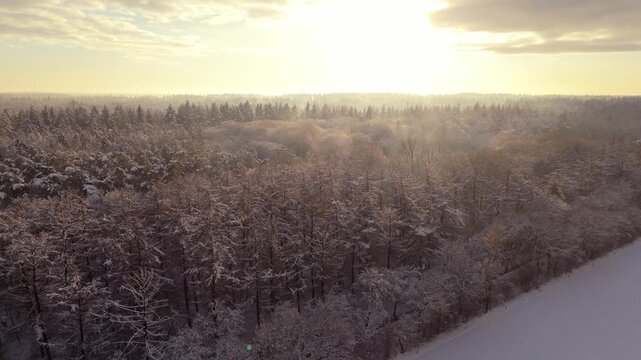 Beautiful Backlight in Snowy Forest 