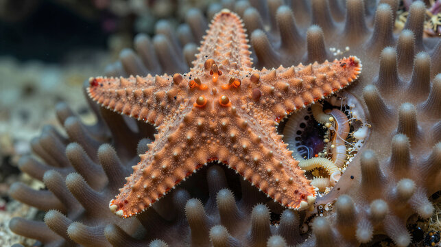 High-contrast close-up of a crown-of-thorns starfish feeding on coral, revealing toxic spines and an evaginated stomach over the polyps