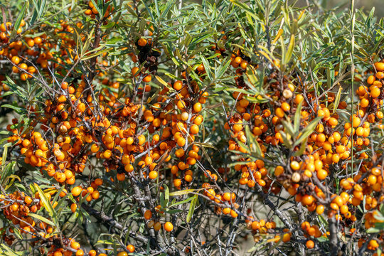 Sanddorn, Hippophae rhamnoides, NL, Renesse, 2025/09/08,  NL, Schouwen-Duiveland, Renesse