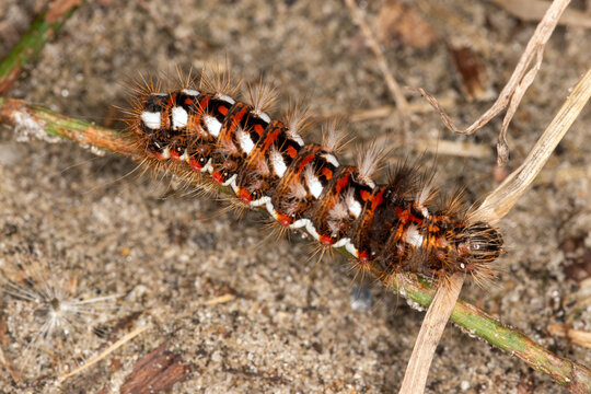 Ampfereule, Acronicta rumicis, NL, Renesse, 2025/09/10 NL, Schouwen-Duiveland, Renesse