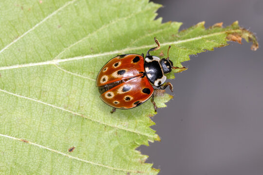 Augenmarienk&auml;fer, Augenfleck-Marienk&auml;fer, Anatis ocellata, 2025/09/19