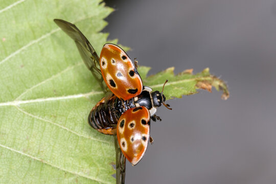 Augenmarienk&auml;fer, Augenfleck-Marienk&auml;fer, Anatis ocellata, DE, Remscheid, Natur-Schule Grund, 2025/09/19