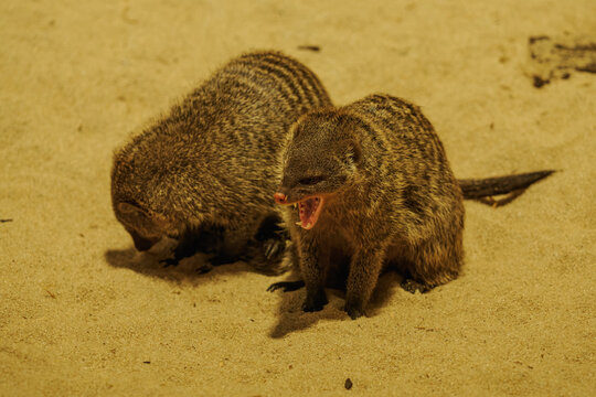 Two banded mongooses on sand, one with its mouth open.
