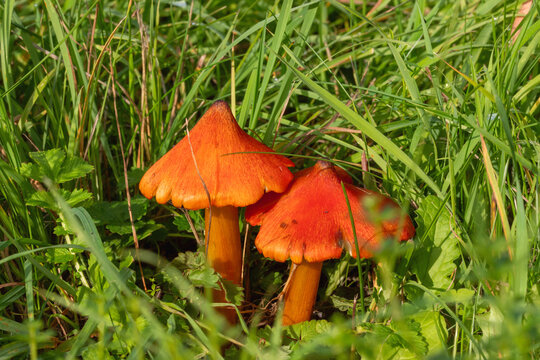 Kegeliger Saftling, Hygrocybe conica, DE, K&ouml;ln, Chorweiler, 2025/10/10