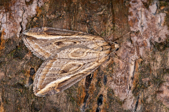 Chesias legatella, Sp&auml;ter Ginsterspanner 2025/10/24 16:40:35