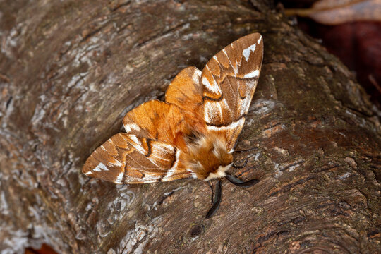 Endromis versicolora, Birkenspinner, DE, Recker Moor, ex ovo, 2025/11/08