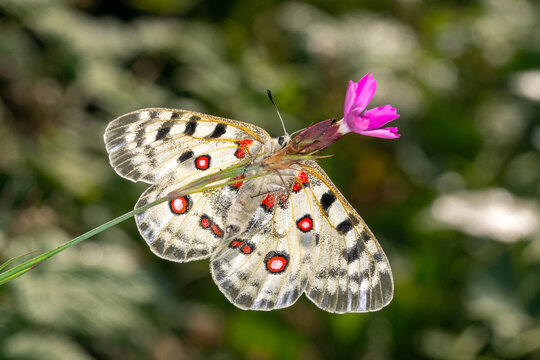 Mosel-Apollofalter, Parnassius apollo vinningensis, Kobern-Gondorf, DE, RLP, 11.06.2025, Weibchen