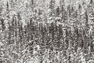 Oksbakklia Hill, part of the Toten&aring;sen Hills, Norway, January 2026.