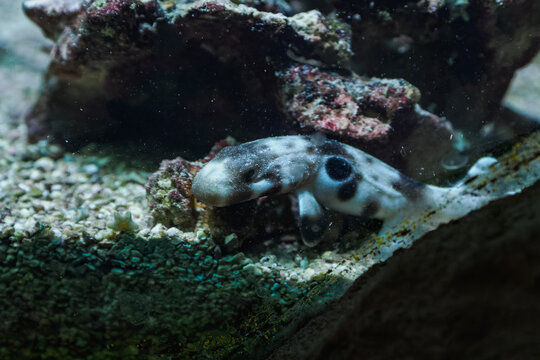 A juvenile epaulette shark on the bottom near a rock in an aquarium.
