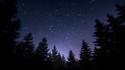 A dark star filled night sky seen above the silhouettes of pine trees in a forest