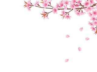 Pink cherry blossoms isolated on transparent background with falling petals