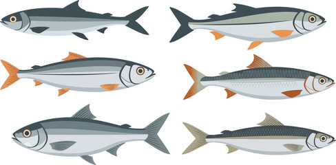 Milkfish collection different views and color variations aquatic seafood illustration pack for commercial design resources