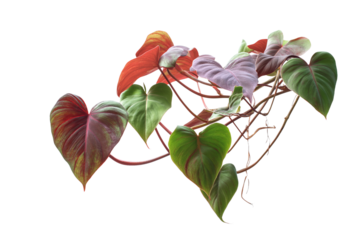Philodendron Micans plant leaves with varying shades of green and red isolated on a transparent background