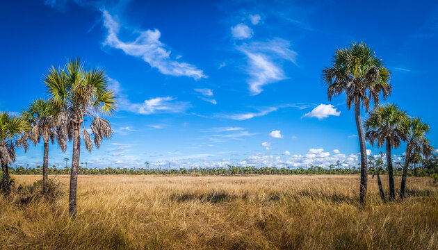Summer dry prairie at T. Mabry Carlton Jr Memorial Reserve in Sarasota County Florida USA