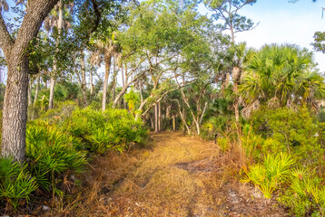 Obraz premium Walking trail thoiugh Hammock in T. Mabry Carlton Jr Memorial Reserve in Sarasota County Florida USA