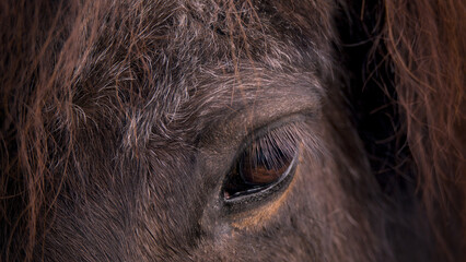Beautiful eye of a horse, intensive, detailed macro 