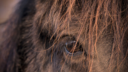 Beautiful eye of a horse, intensive, detailed macro 