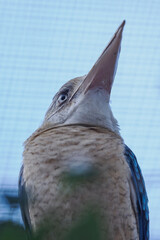 Blue‑winged kingfisher kept in captivity in an outdoor aviary, viewed from below.

