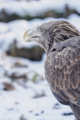 Portrait of a white‑tailed eagle sitting on the ground with snow in winter.

