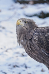 Portrait of a white‑tailed eagle sitting on the ground with snow in winter.
