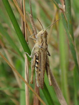 The common field grasshopper (Chorthippus brunneus) sitting on a dry grass stalk