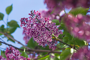Flowering purple lilac bush close-up. Flowering lilac bush