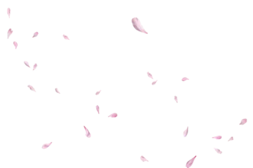 Fototapeten Kirschblüte Pink petals floating gently against transparent background  © ARTMAXX