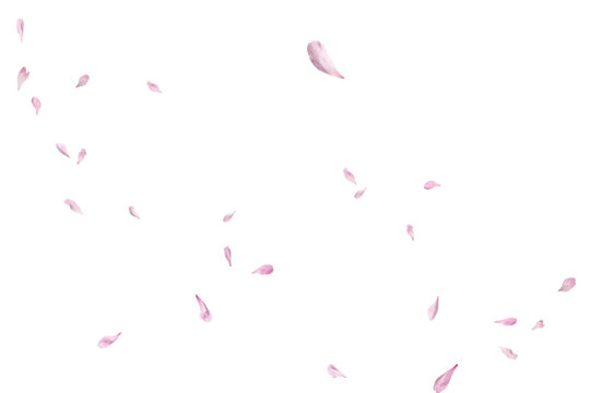 Pink petals floating gently against transparent background