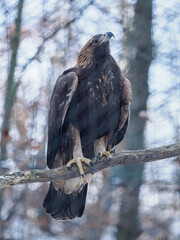 Golden eagle kept in an aviary in winter, perched on a branch.
