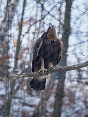 Golden eagle kept in an aviary in winter, perched on a branch.
