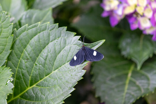 The beauty of Hortensias grown in Rio Grande do Sul, Brazil.	