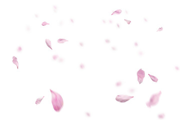 Pink petals falling against transparent background