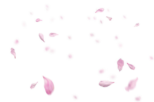 Pink petals falling against transparent background