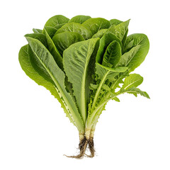A fresh green lettuce plant with roots on transparent background