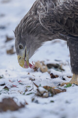 Close‑up of a white‑tailed eagle&rsquo;s head eating carrion on the snowy ground.
