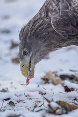 Close‑up of a white‑tailed eagle&rsquo;s head eating carrion on the snowy ground.
