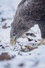 Close‑up of a white‑tailed eagle&rsquo;s head eating carrion on the snowy ground.
