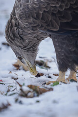Close‑up of a white‑tailed eagle&rsquo;s head eating carrion on the snowy ground.
